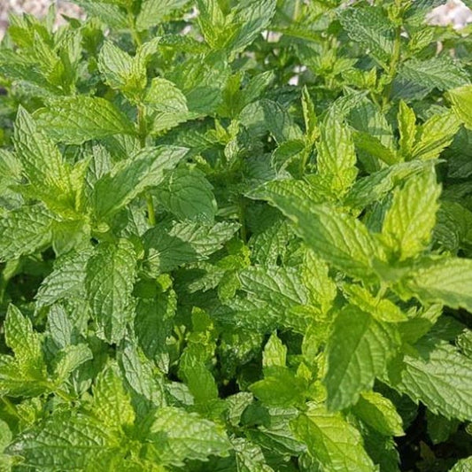 Menthe Pip Citron Vert pot de 12,7 cm