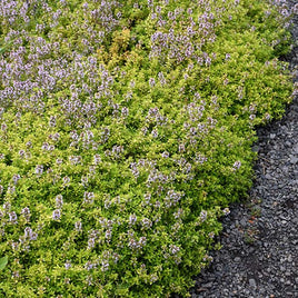 Thyme cit Lemon Variegated 4.5" POT