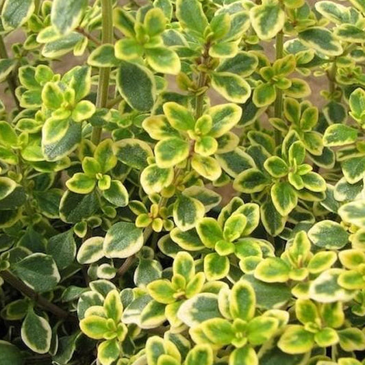 Thym Faustinoi pot de 4,5 po