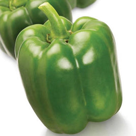 SWEET PEPPER HYB ARISTOTLE (GREEN)