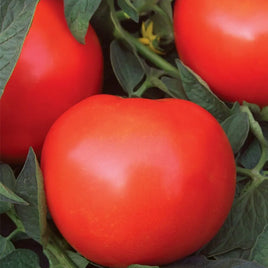 Tomate hyb méga fantastique rouge