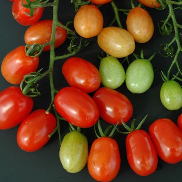 CHERRY TOMATO HYB CANDYLAND RED