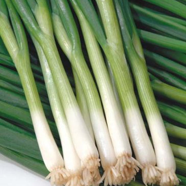 ONION GREEN BANNER BUNCHING