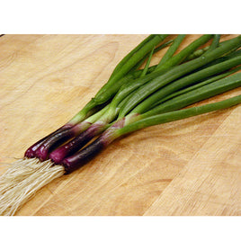 Baron rouge Onion Red