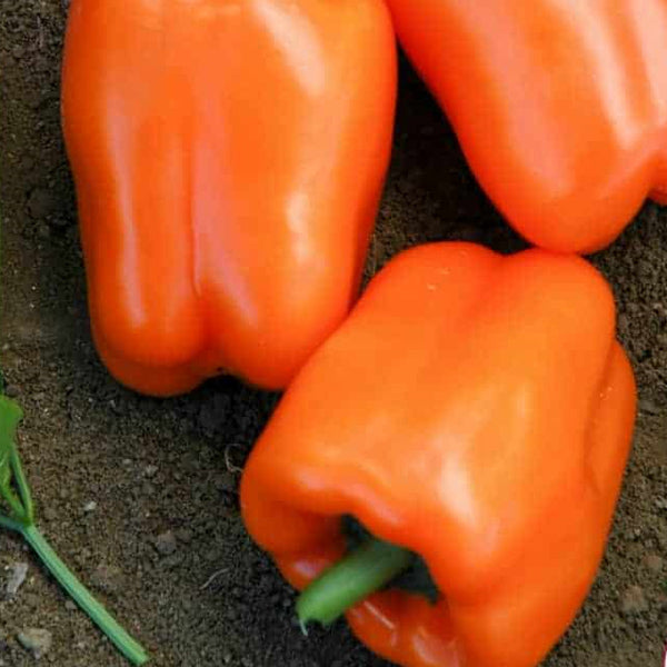 Pepper Orange Blaze