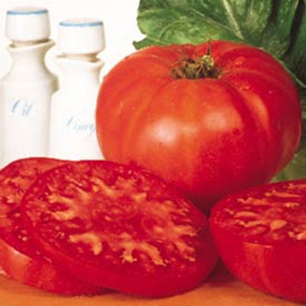 Tomato Supersteak Hybrid