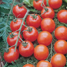 Tomate supersweet