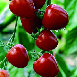 Jardin de tomates à tomate