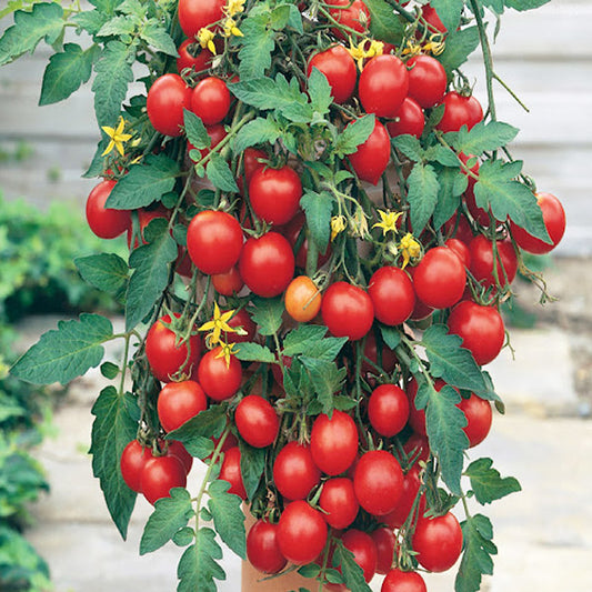 Gobelet de tomate