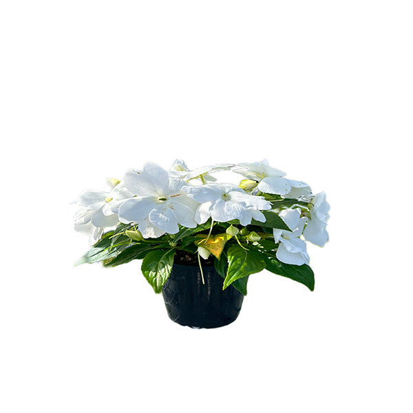 Impatiens Colorpower