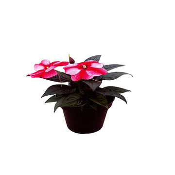 IMPATIENS X HA COLORPOWER BLANC ROUGE FLAMME