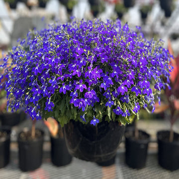 LOBELIA ERINUS HOTPOT