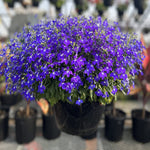 LOBELIA