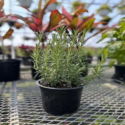 Romarin 13 cm EN POT