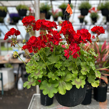 GERANIUM DARK RED ( HANGING BASKET 10" )