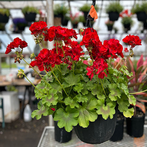 geraniums hanging plants GERANIUM ( HANGING BASKET 10" ) – Emarville