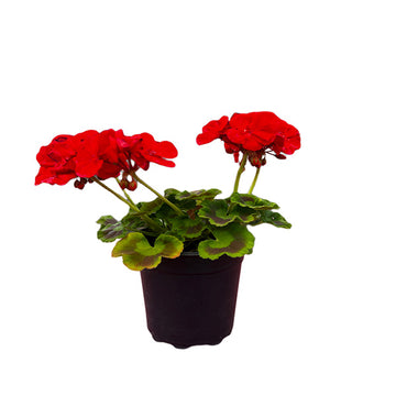 GÉRANIUM ROUGE VIF (FERNANDO) POT DE 5"