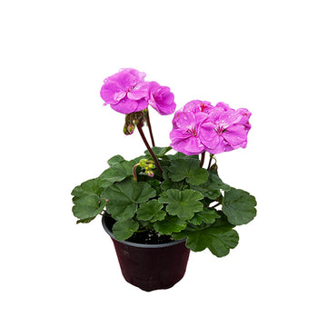 GÉRANIUM LAVANDE (TYPHOON) POT DE 12 CM