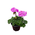 GERANIUM 5" POT