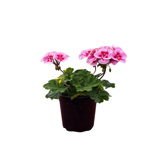 Géranium pot 5 po
