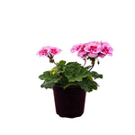 GERANIUM 5" POT