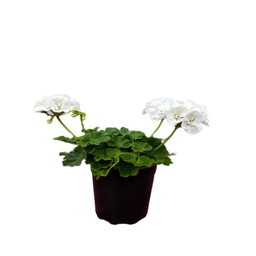 GÉRANIUM BLANC (PALOMA) POT DE 12,5 CM