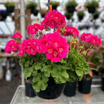 GERANIUM HOT PINK ( HANGING BASKET 10" )