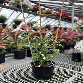 JASMINE 3L POT