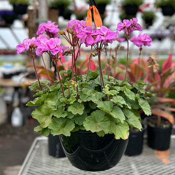 GERANIUM LAVENDER( HANGING BASKET 10" )