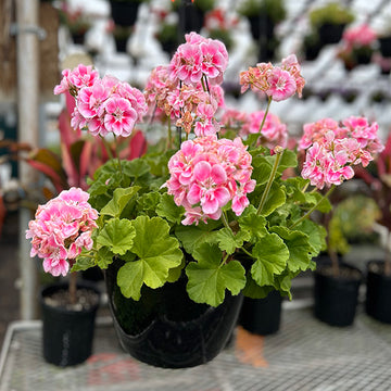 GERANIUM LIGHT PINK ( HANGING BASKET 10" )
