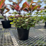 MINT PEPPERMINT UPRIGHT 4.5" POT