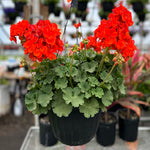 GERANIUM ( HANGING BASKET 10" )