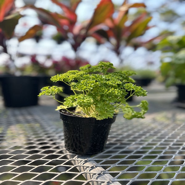 CURLED PARSLEY WEGA DARK GREEN 4.5" POT