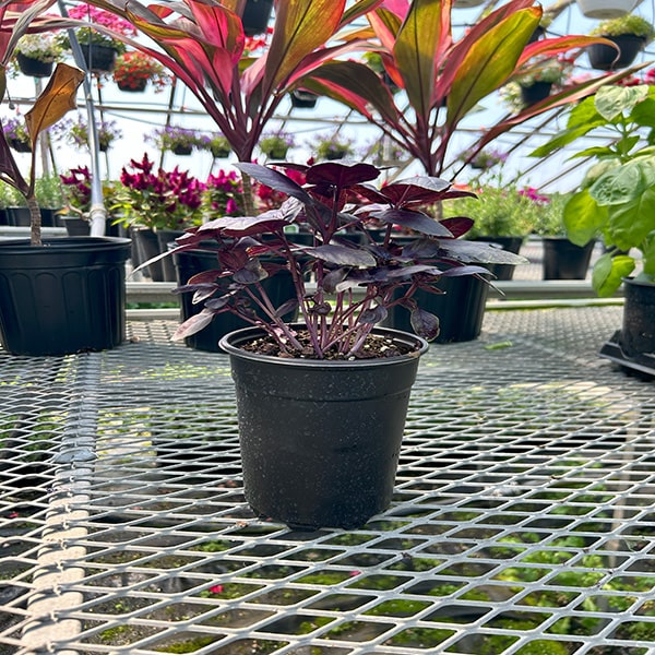 Basil Crimson King Red 4.5" Pot