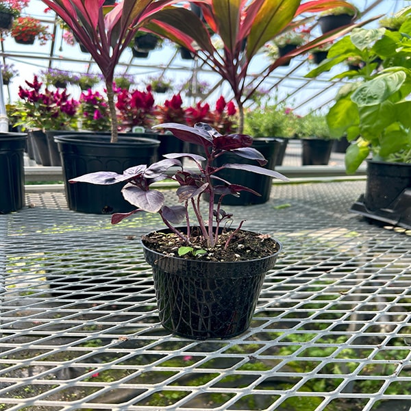 Basil Crimson King Red 4.5" Pot
