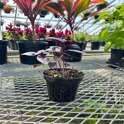 Basil Crimson King Red 4.5" Pot