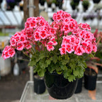 GERANIUM ( HANGING BASKET 10" )