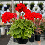 GERANIUM ( HANGING BASKET 10" )