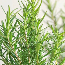 ORGANIC BARBAQUE ROSEMARY 5" POT