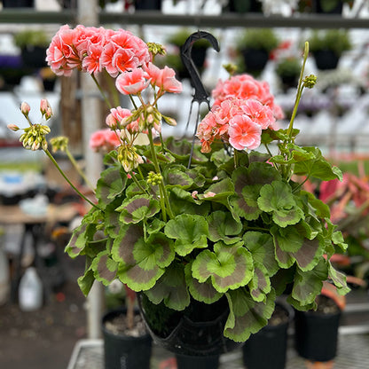 Geranium (Hanging Basket 10")
