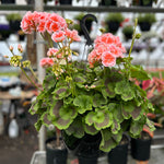 GERANIUM ( HANGING BASKET 10" )