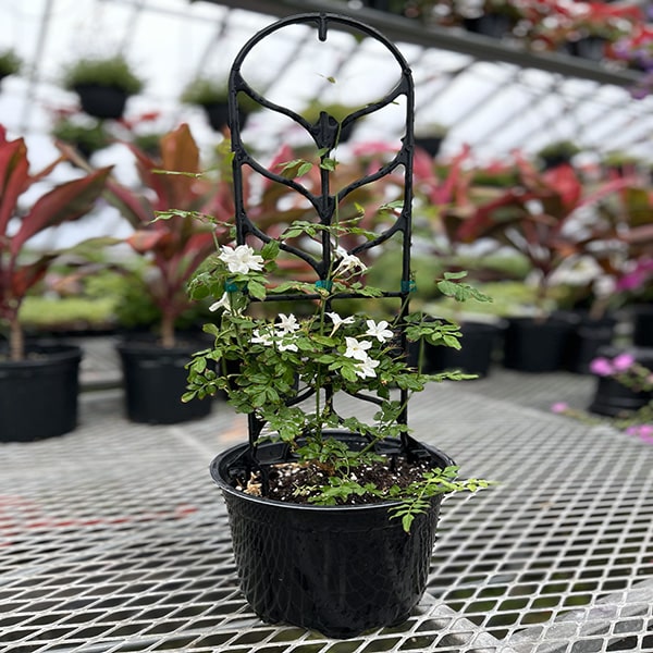 Jasmine 3L Pot
