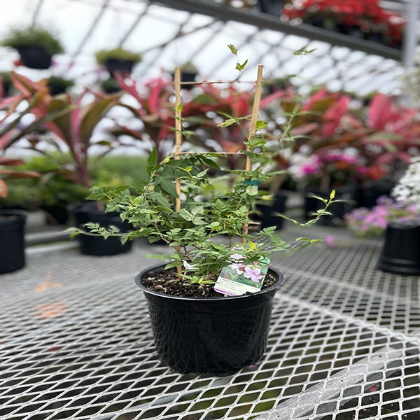 Jasmine 3L Pot