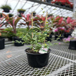 JASMIN POT 3L