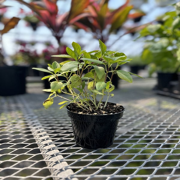 Basil Thai Siam Queen
