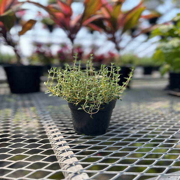 Thym d'hiver, pot de 4,5 po